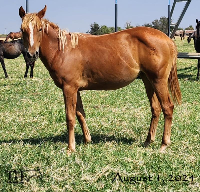 Salty Blue Shine MA's 2023 Sorrel Filly
